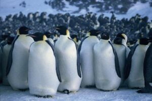 دانلود زیرنویس فارسی march of the penguins