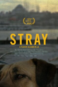 دانلود زیرنویس فارسی stray