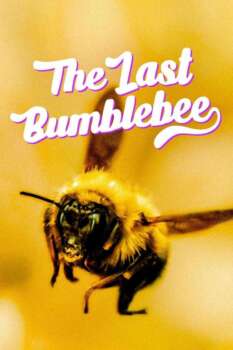 دانلود زیرنویس فارسی the last bumblebee